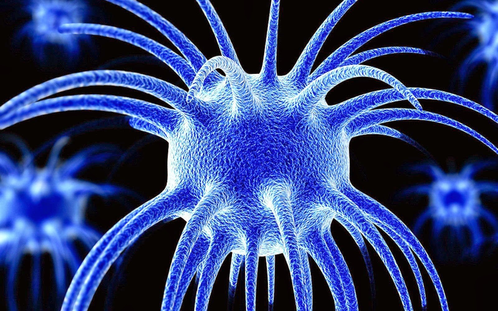 바이러스 벽지,푸른,강청색,해양 생물학,제도법,무척추 동물