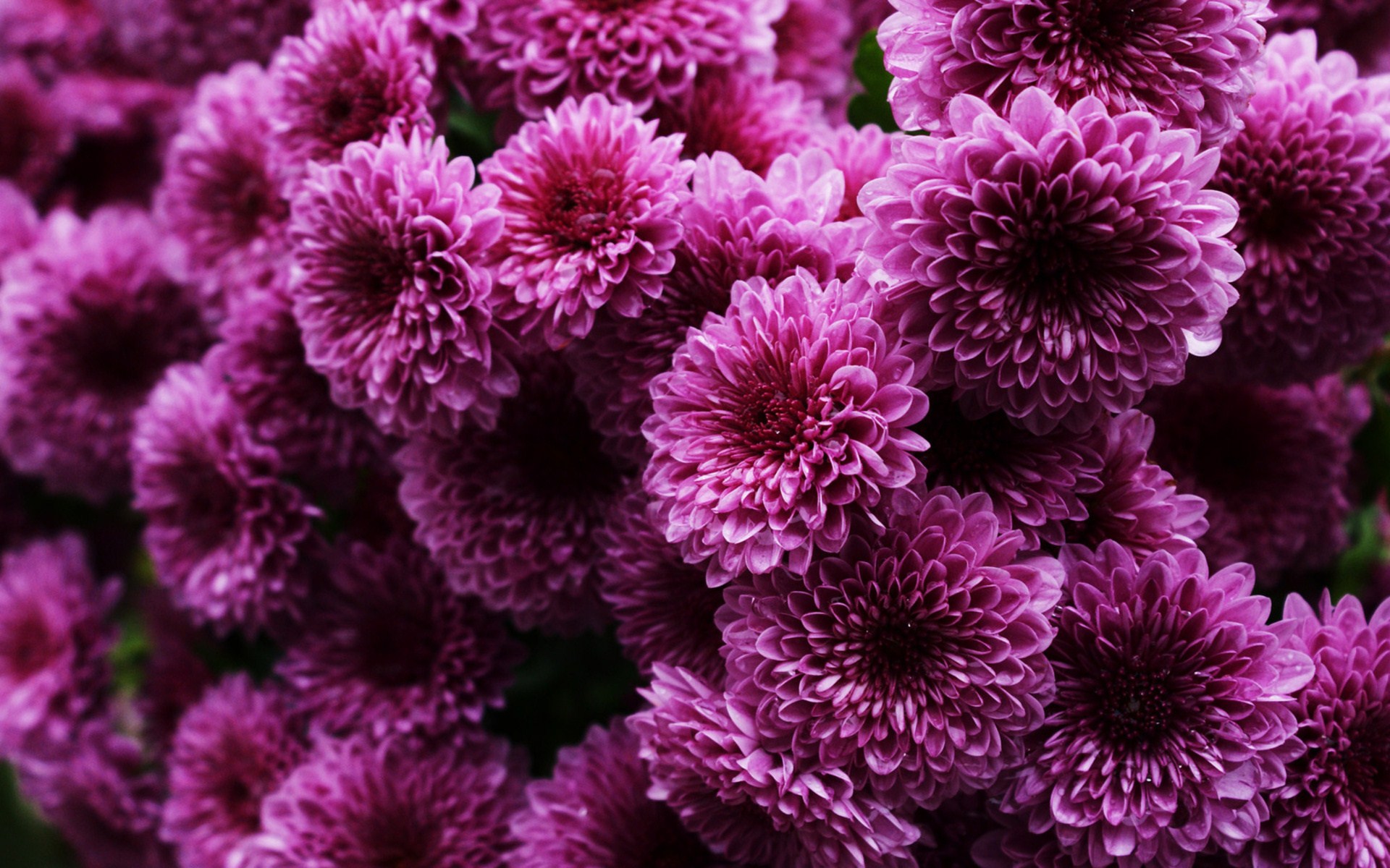 fondo de pantalla de crisantemo,flor,púrpura,crisantemos,planta,planta floreciendo