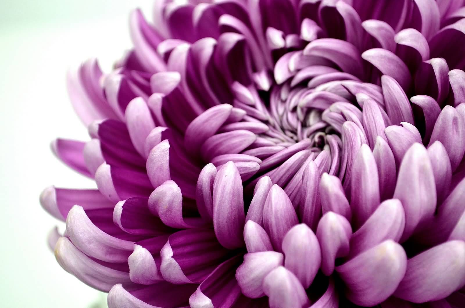 papier peint chrysanthème,fleur,plante à fleurs,pétale,violet,violet