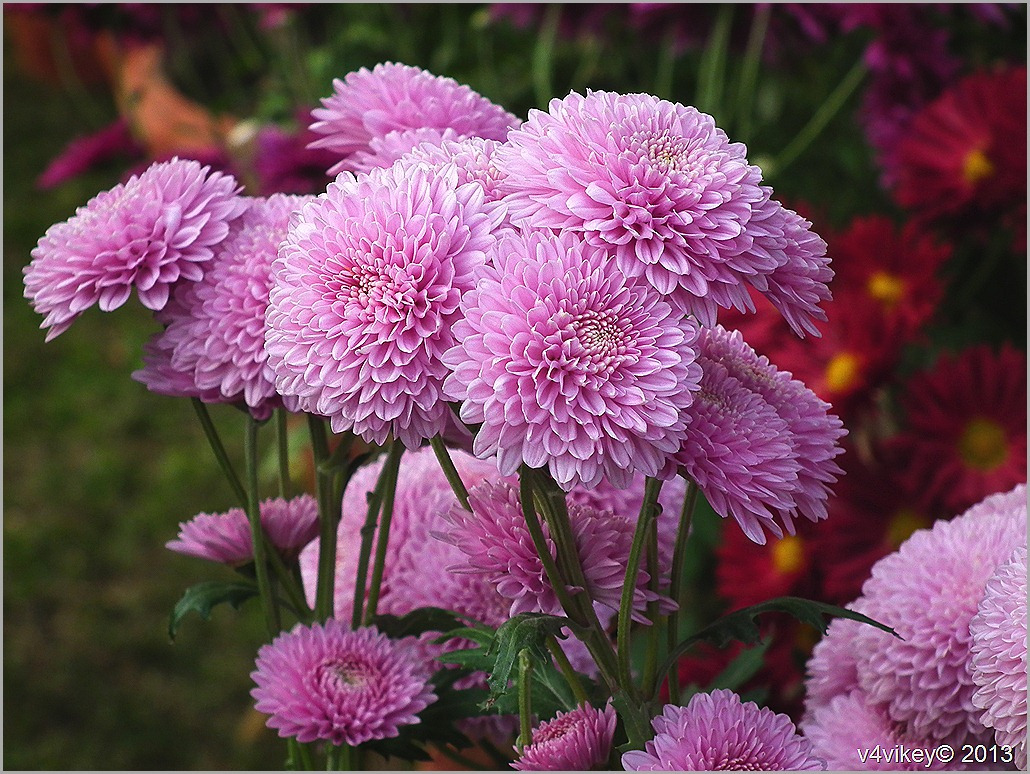fondo de pantalla de crisantemo,flor,planta floreciendo,planta,crisantemos,rosado
