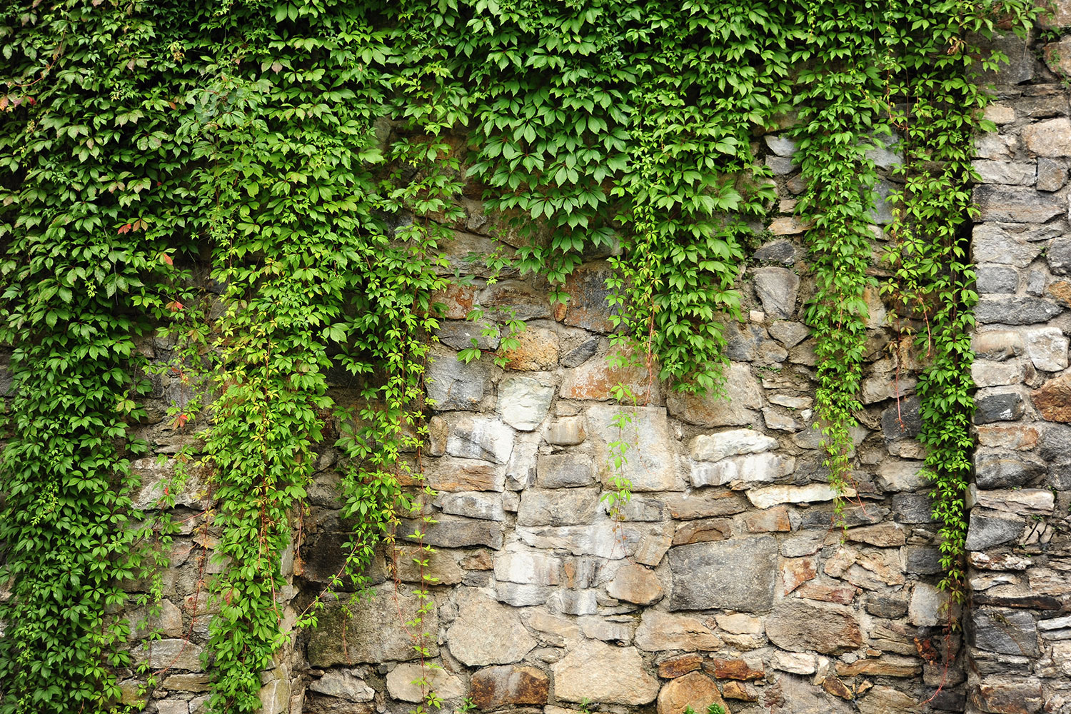 아이비 벽지,벽,여자 이름,식물,나무,돌담