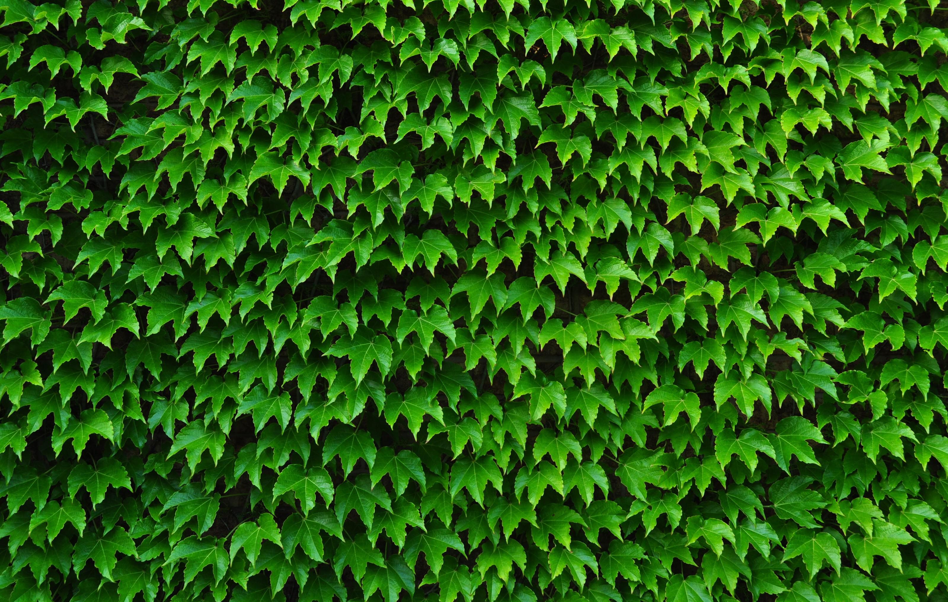 아이비 벽지,초록,잎,식물,벽,그라운드 커버