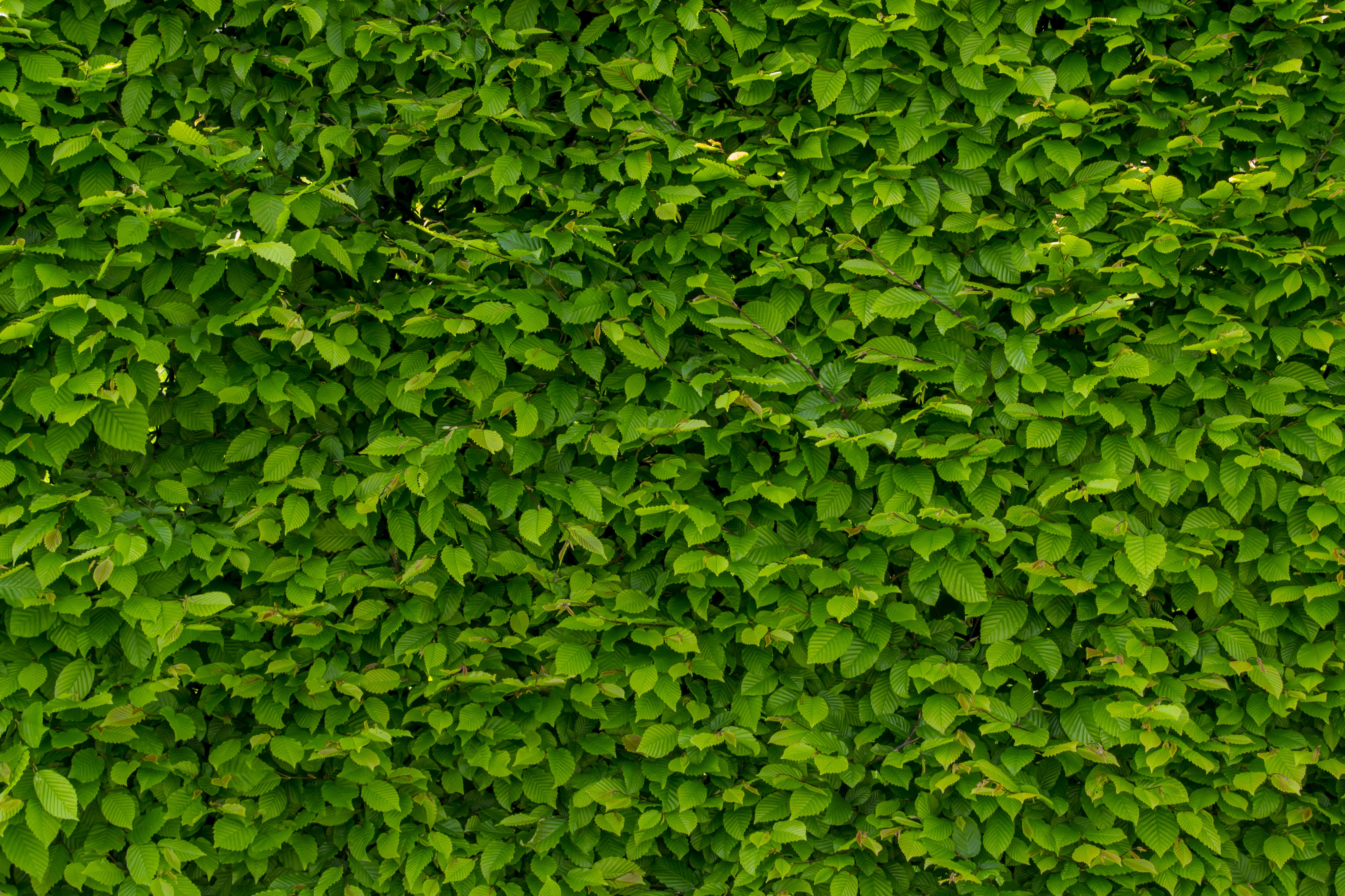 アイビーの壁紙,緑,葉,工場,草,グラウンドカバー