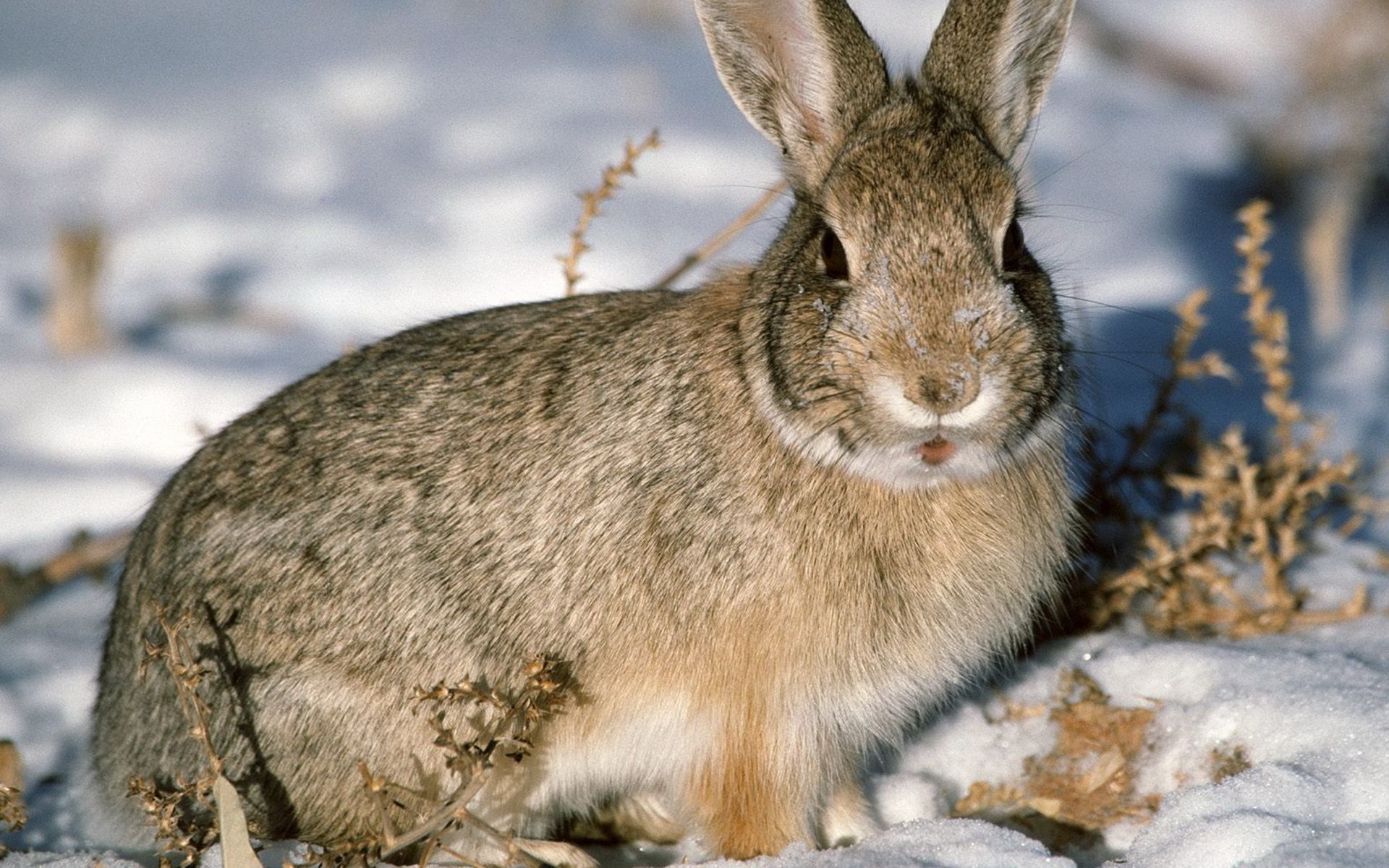 liebre fondo de pantalla,liebre,conejo,conejos y liebres,conejo doméstico,liebre de patas blancas