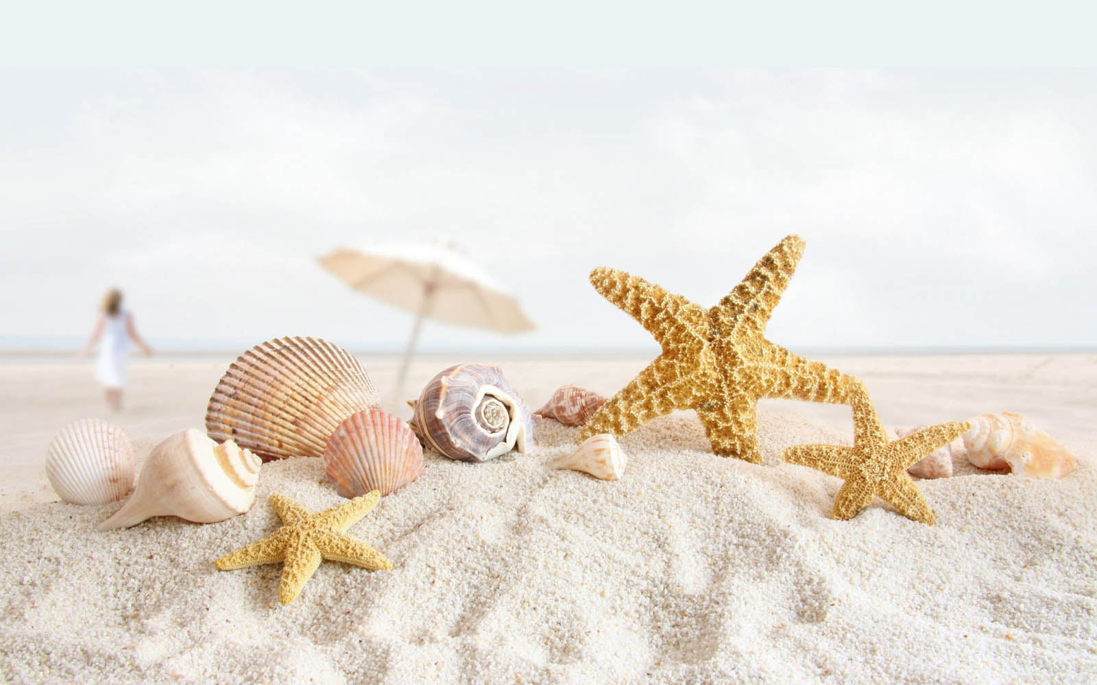 bintang fondo de pantalla,estrella de mar,cáscara,arena,invertebrado,invertebrados marinos