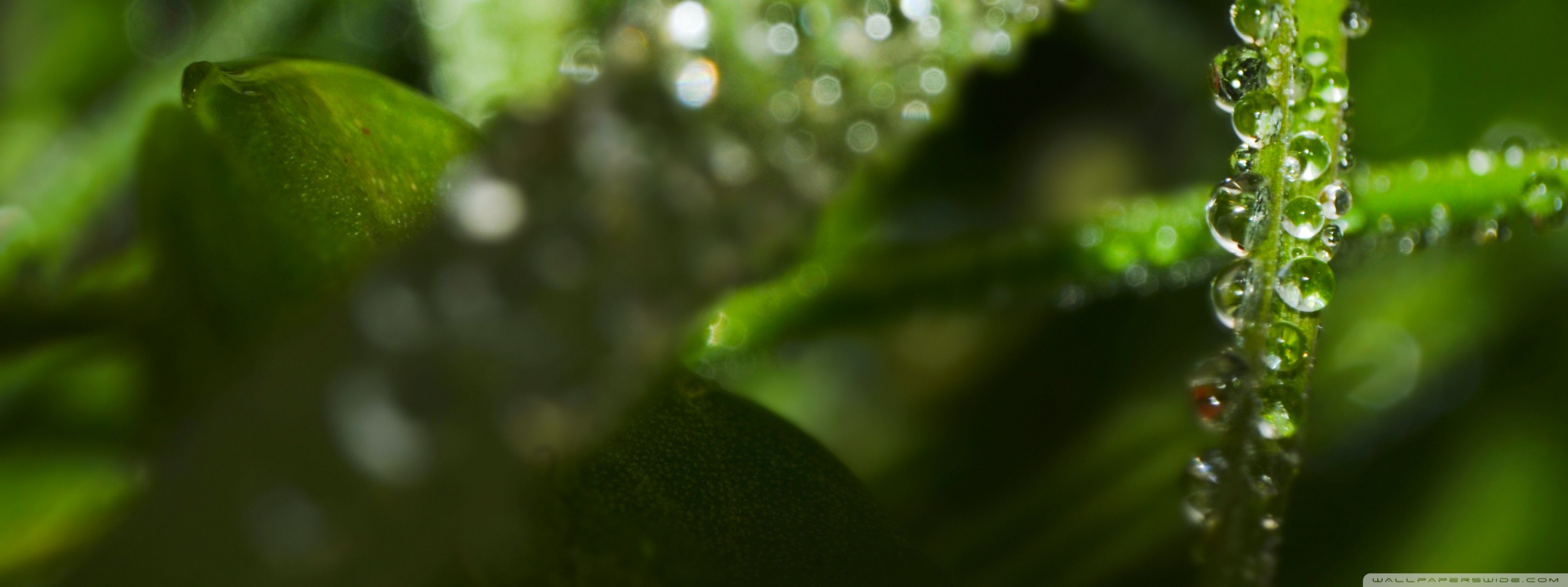 fondo de pantalla de nombre nishu,naturaleza,verde,agua,humedad,fotografía macro