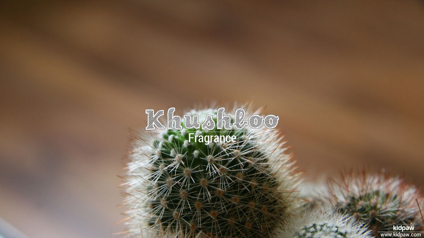 carta da parati nome khushboo,cactus,spine,natura,fiore,pianta