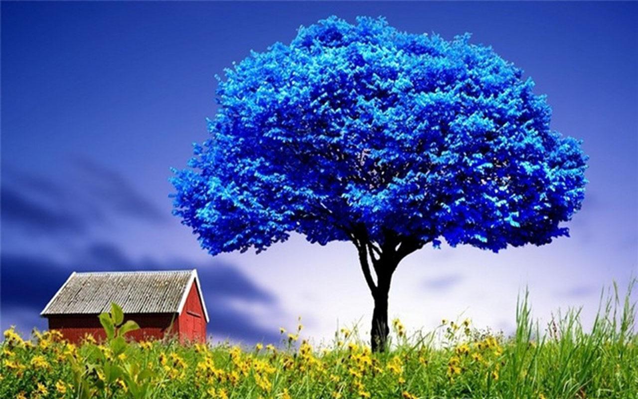 carta da parati nome kinza,paesaggio naturale,natura,albero,blu,cielo