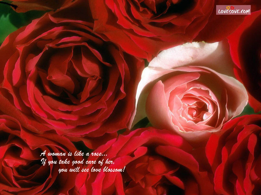 fond d'écran dhokha,roses de jardin,rouge,rose,fleur,floribunda