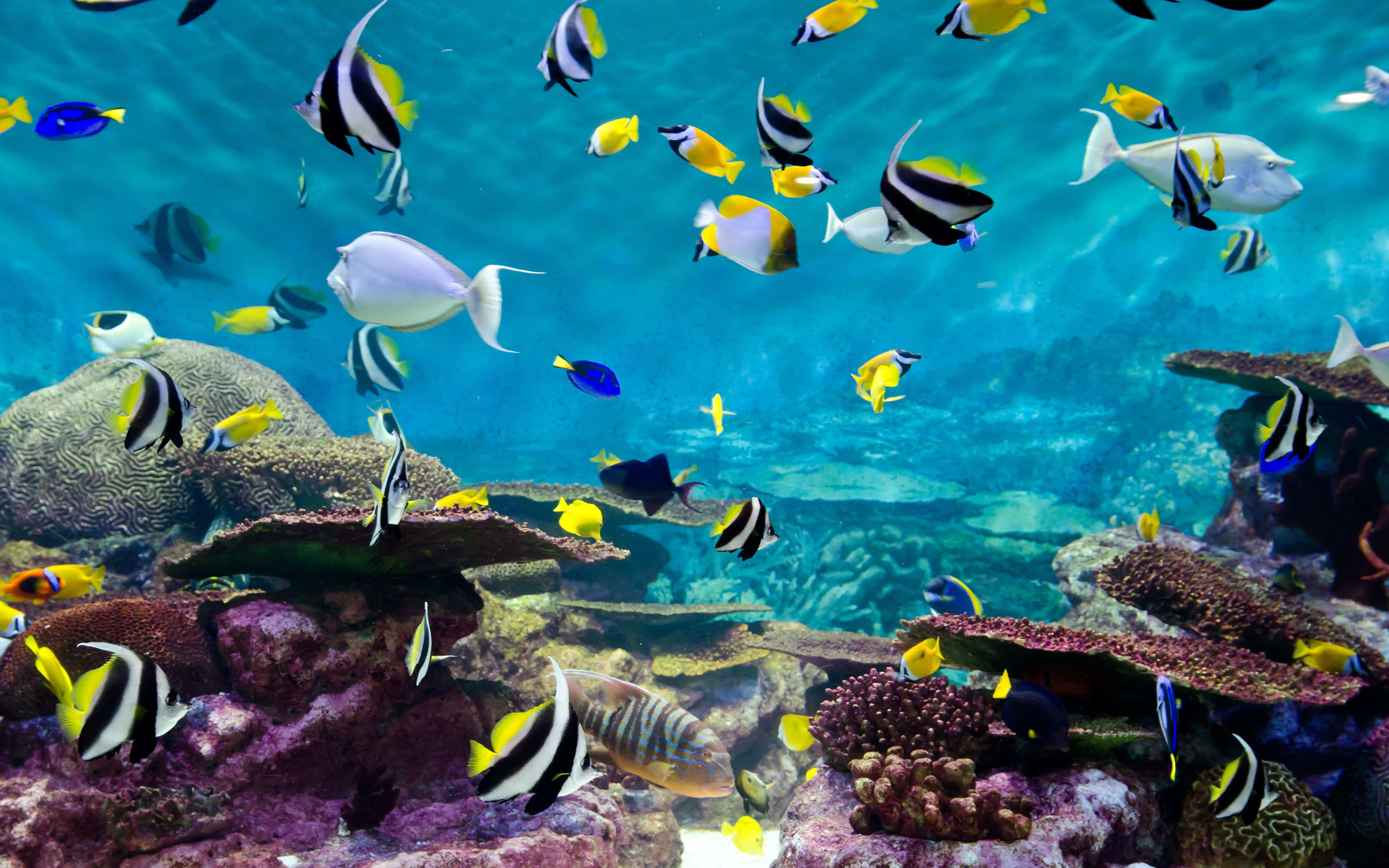 壁紙バワラウト,サンゴ礁の魚,水中,海洋生物学,魚,サンゴ礁