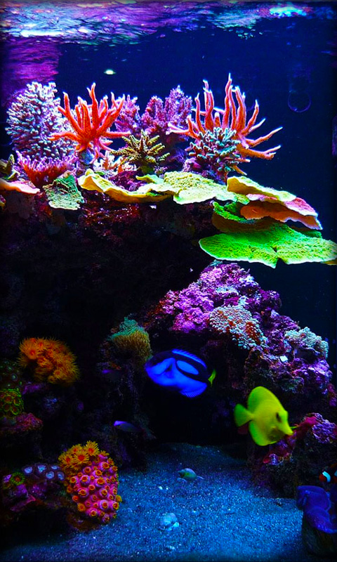 fisch live wallpaper herunterladen,riff,korallenriff,steinkoralle,süßwasseraquarium,koralle