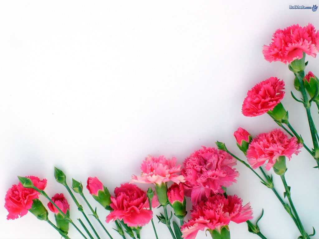 fondo de pantalla 3gp,flor,rosado,clavel,planta,cortar flores
