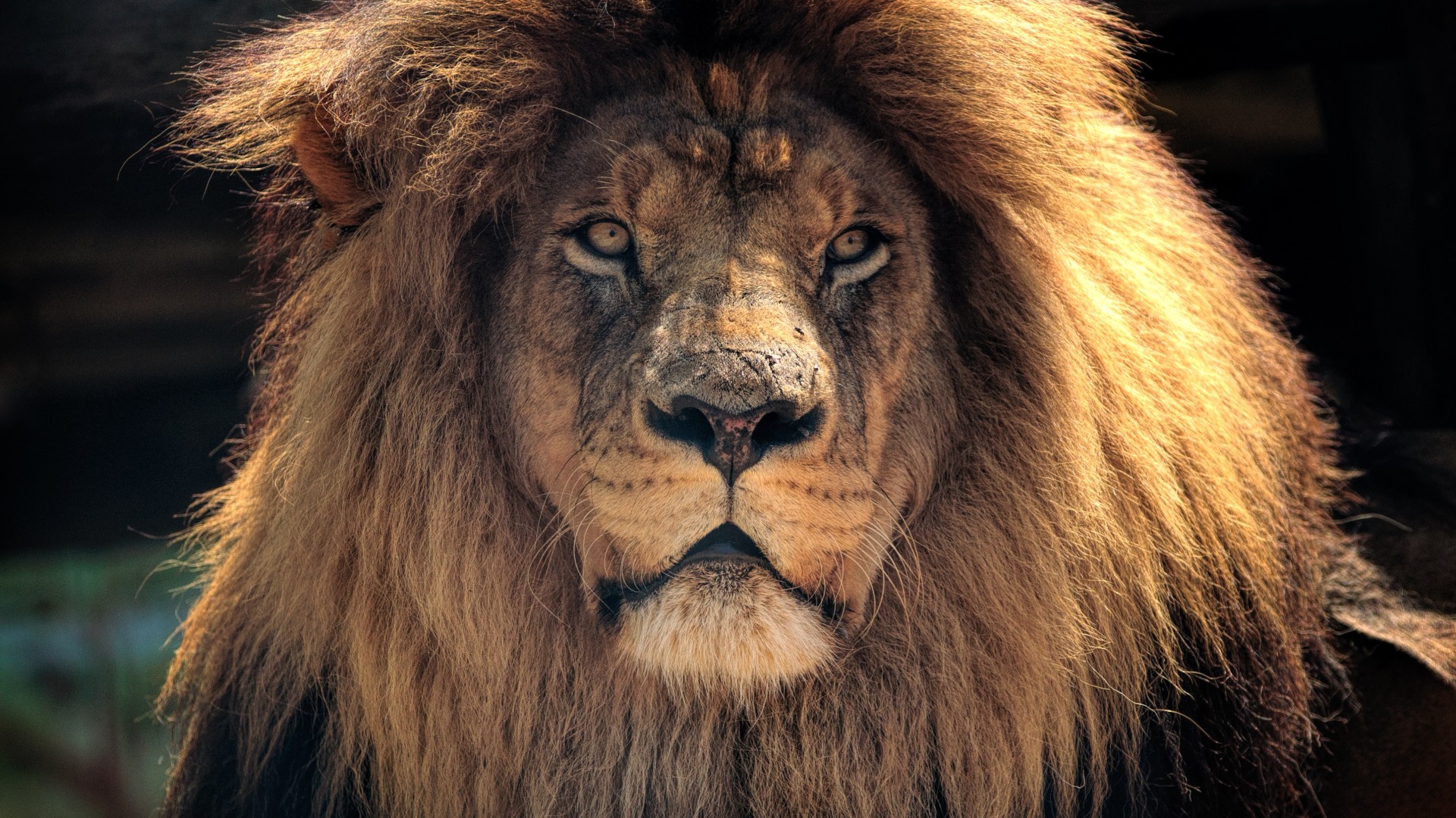 ライオンの壁紙4k,ライオン,ヘア,マサイライオン,野生動物,ネコ科