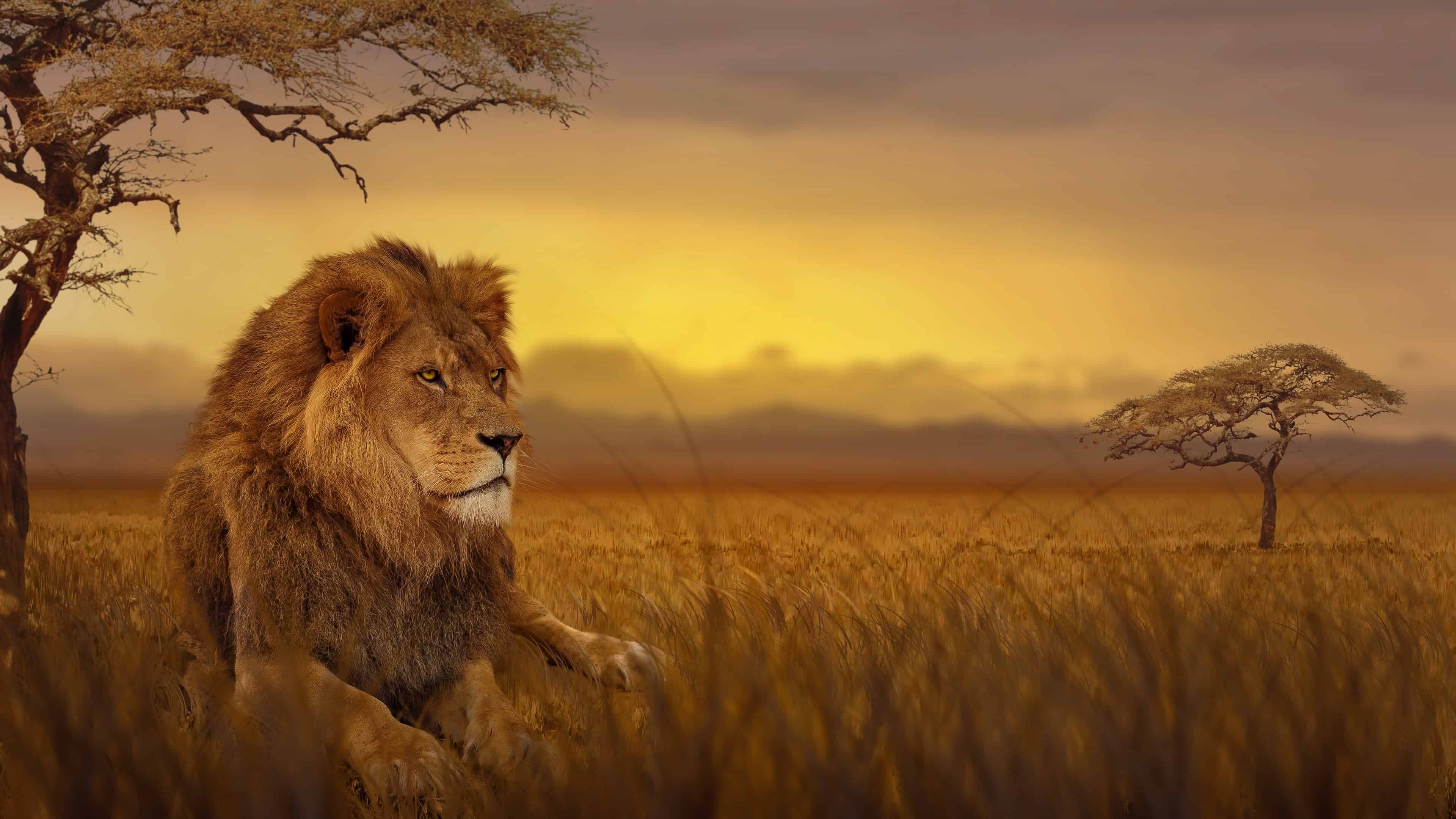 carta da parati leone 4k,leone,natura,leone masai,felidae,savana