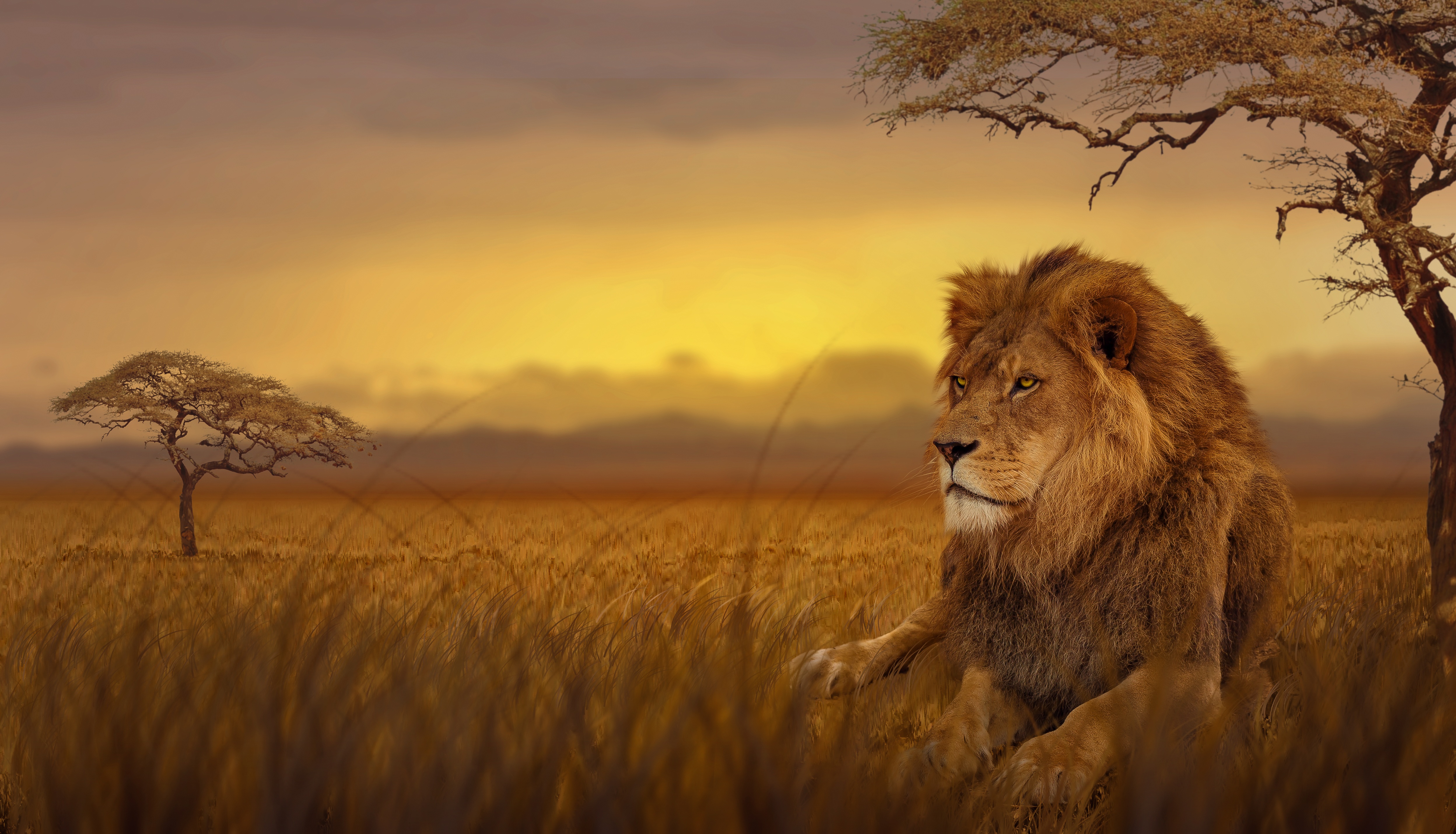 león fondo de pantalla 4k,león,fauna silvestre,masai lion,felidae,grandes felinos