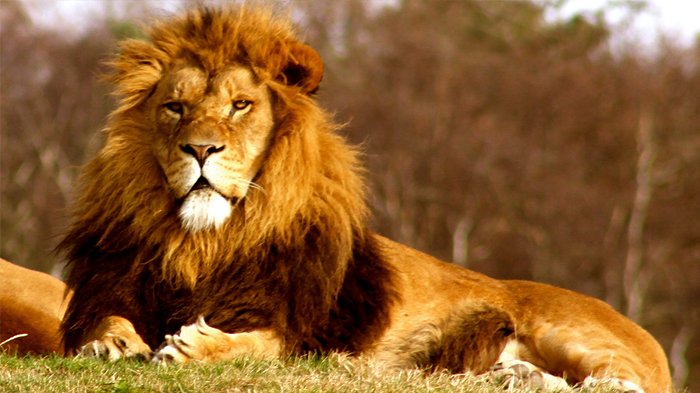 fondos de pantalla singa jantan,león,animal terrestre,fauna silvestre,masai lion,cabello