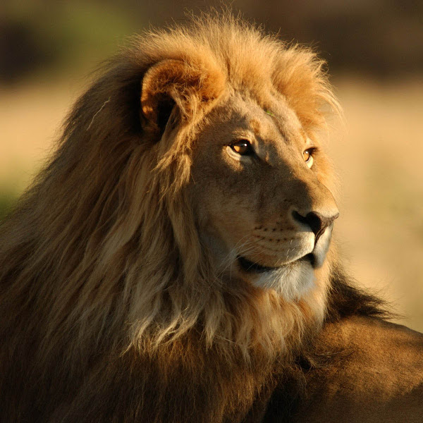 fondos de pantalla singa jantan,león,fauna silvestre,masai lion,cabello,animal terrestre