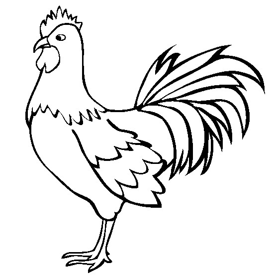 fondos de pantalla singa jantan,pájaro,pollo,blanco,gallo,cabeza