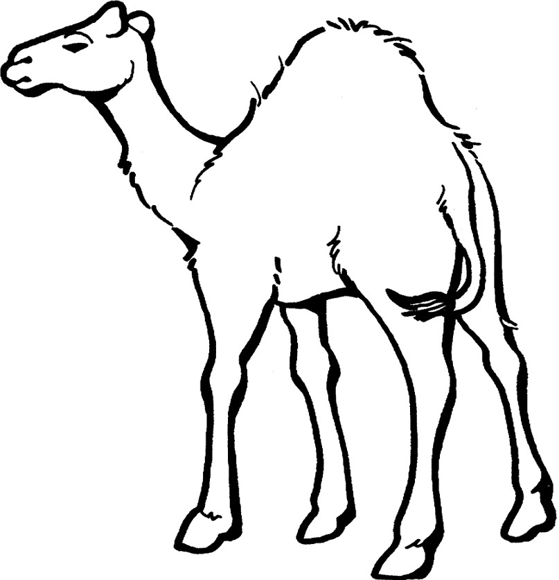 fond d'écran singa jantan,chameau,chameau arabe,dessin au trait,blanc,animal terrestre