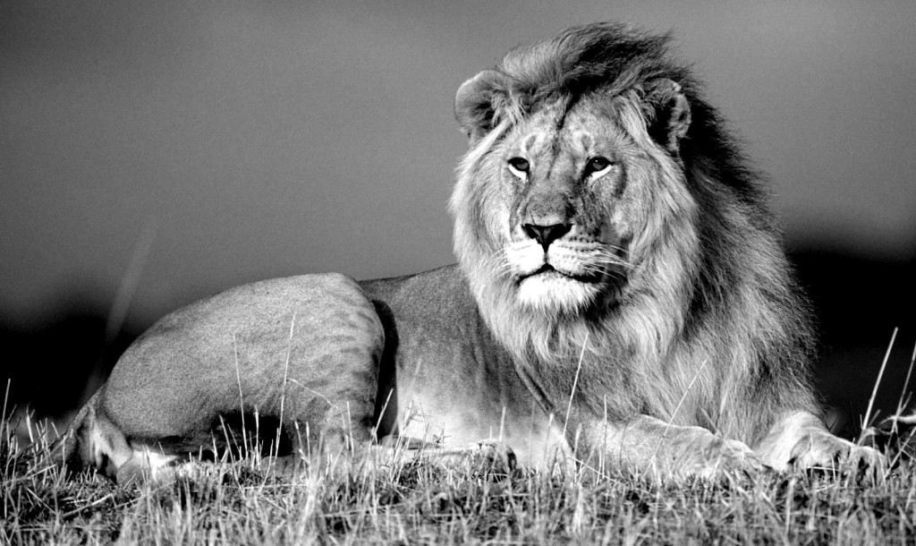 ライオン壁紙黒と白,野生動物,ライオン,ヘア,ネコ科,陸生動物