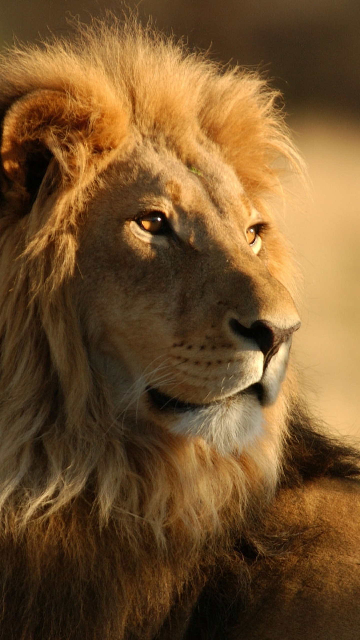 fond d'écran photo de lion,lion,faune,lion masai,cheveux,animal terrestre
