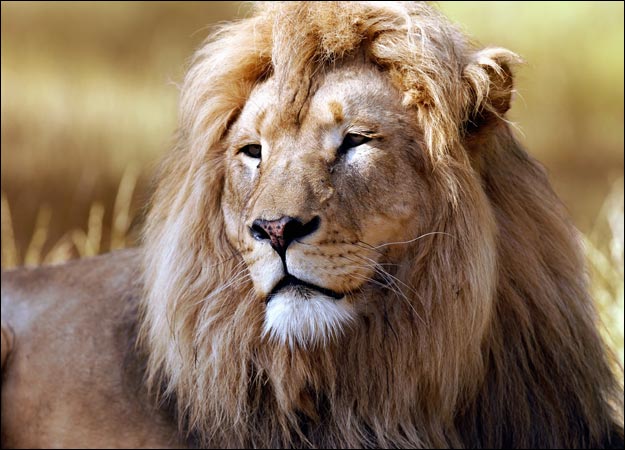 fond d'écran photo de lion,lion,faune,cheveux,lion masai,animal terrestre