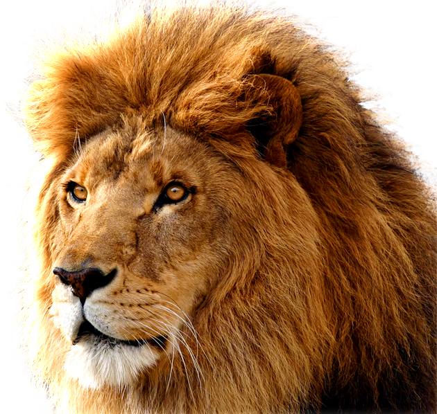 ライオン壁紙無料ダウンロード,ライオン,ヘア,マサイライオン,野生動物,ネコ科