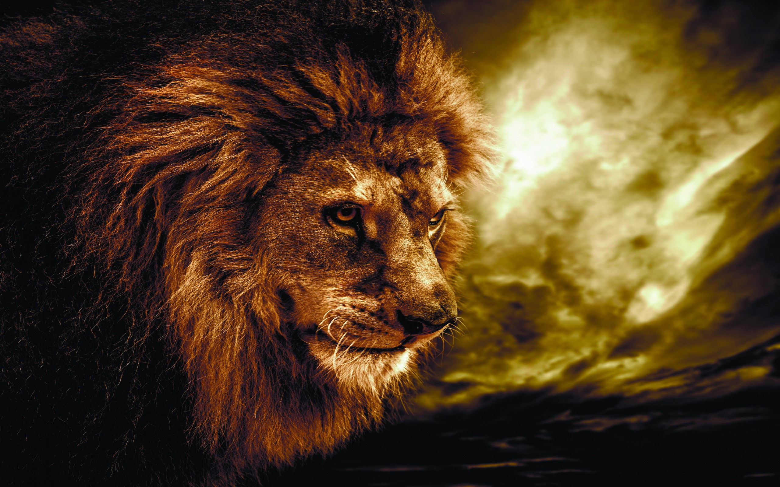 descarga gratuita de fondos de pantalla de león,león,cabello,masai lion,fauna silvestre,felidae