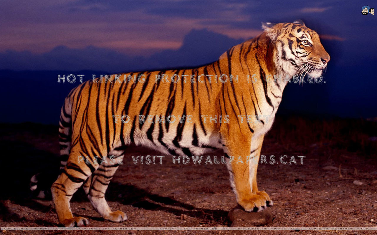 sher fondo de pantalla,tigre,fauna silvestre,tigre de bengala,tigre siberiano,felidae