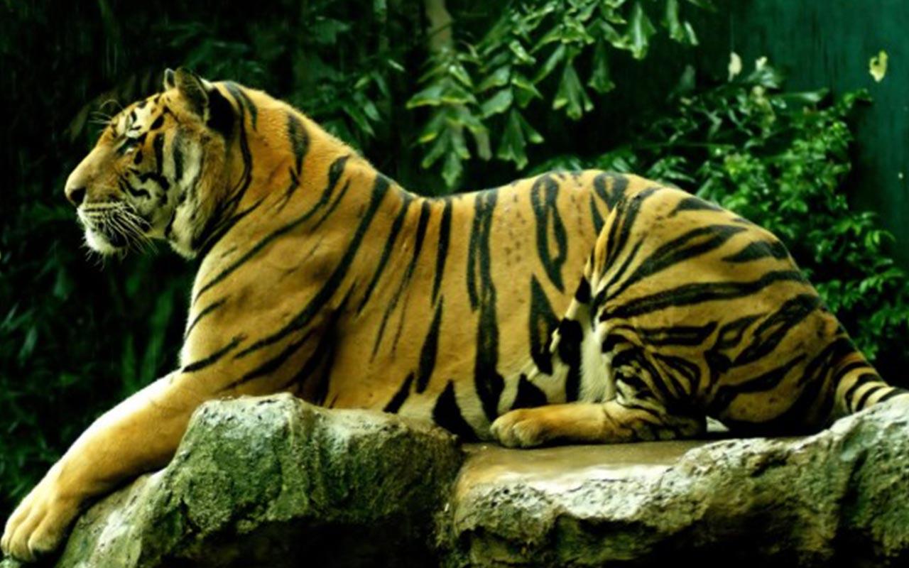 tapete macan kumbang,tiger,landtier,tierwelt,bengalischer tiger,sibirischer tiger