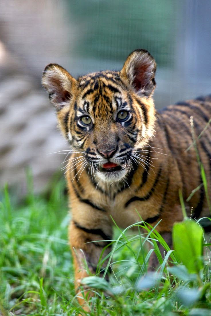 fondo de pantalla harimau bergerak,tigre,animal terrestre,fauna silvestre,tigre de bengala,felidae
