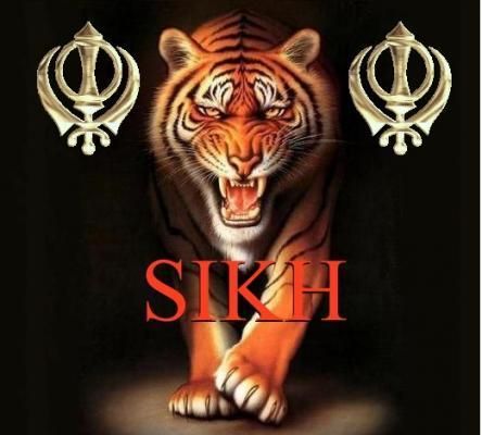punjabi sikh fondos de pantalla,tigre de bengala,tigre,felidae,grandes felinos,tigre siberiano