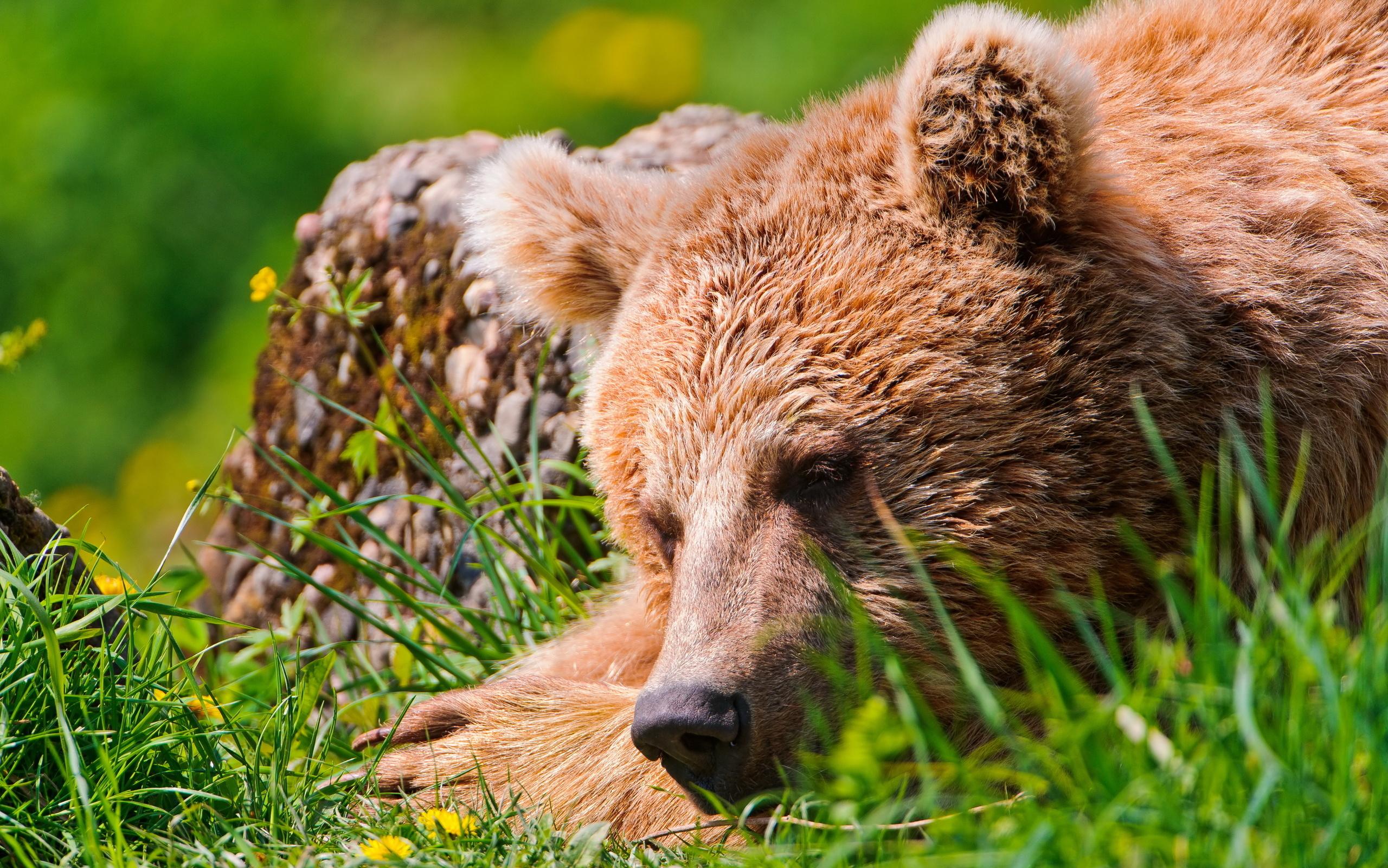 fondo de pantalla beruang,animal terrestre,oso café,fauna silvestre,oso grizzly,oso
