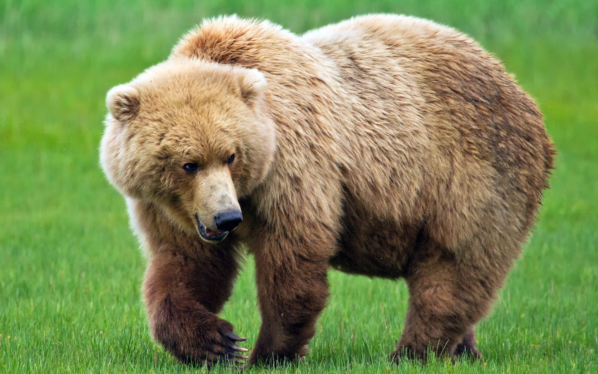 fondo de pantalla beruang,oso café,animal terrestre,oso,oso grizzly,oso kodiak