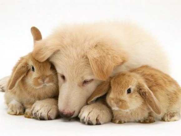 벽지 binatang,토끼,국내 토끼,토끼와 토끼,기니피그,개