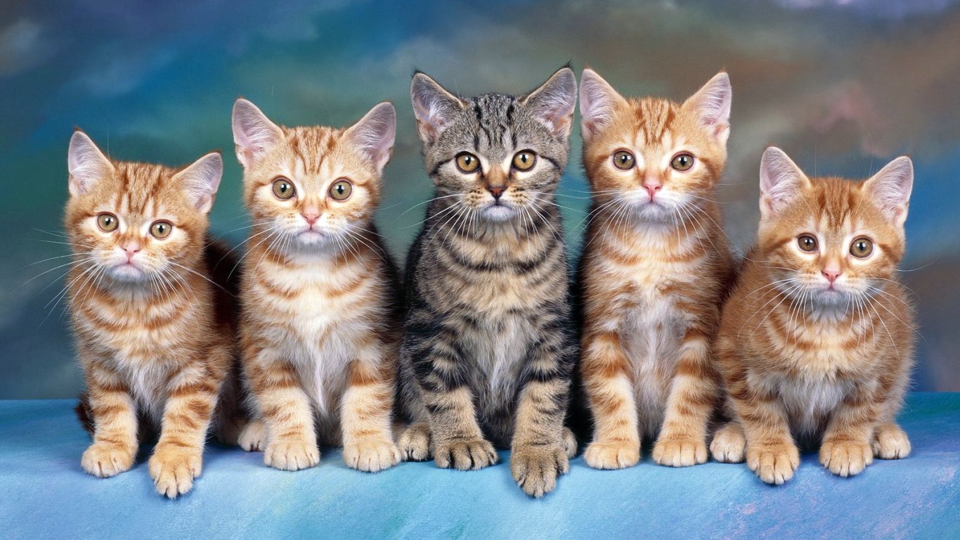 壁紙ビナタン,ネコ,中型から中型の猫,ネコ科,子猫,ぶち猫