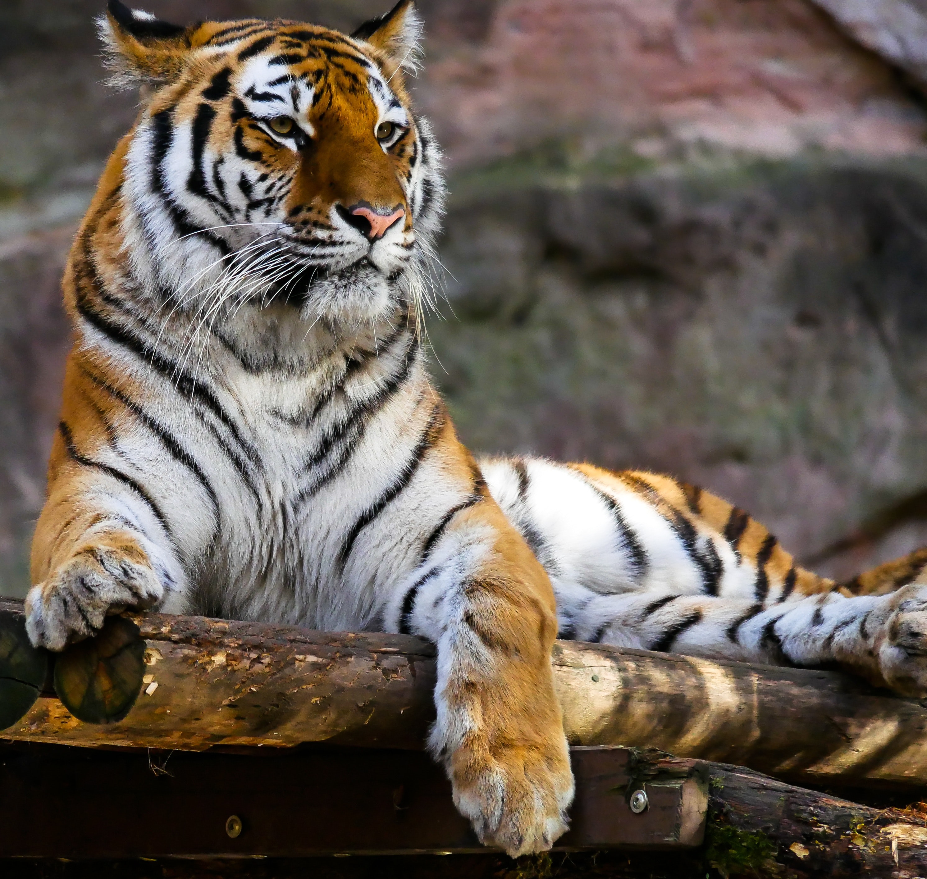 tapete binatang buas,tiger,tierwelt,bengalischer tiger,sibirischer tiger,landtier