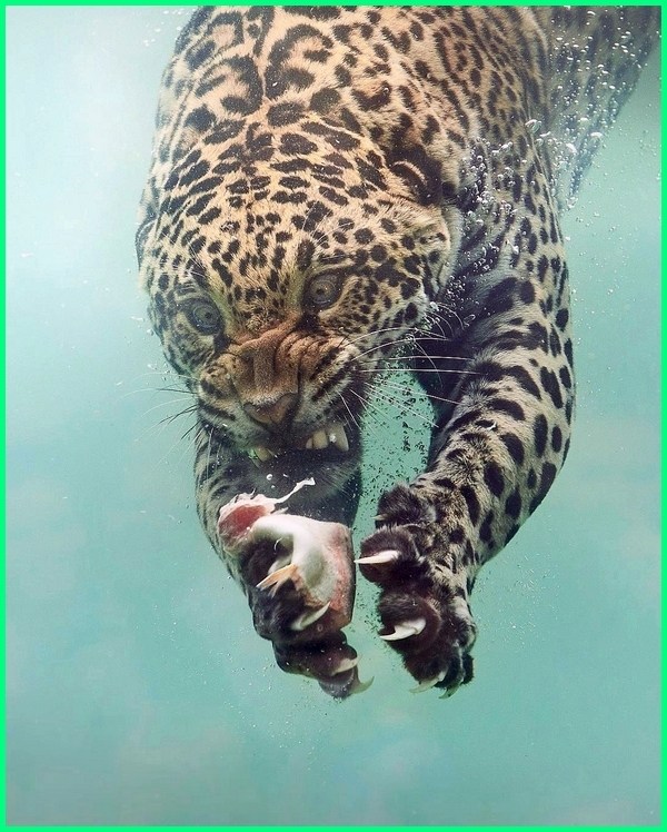 papier peint hewan keren,jaguar,félidés,faune,animal terrestre,léopard