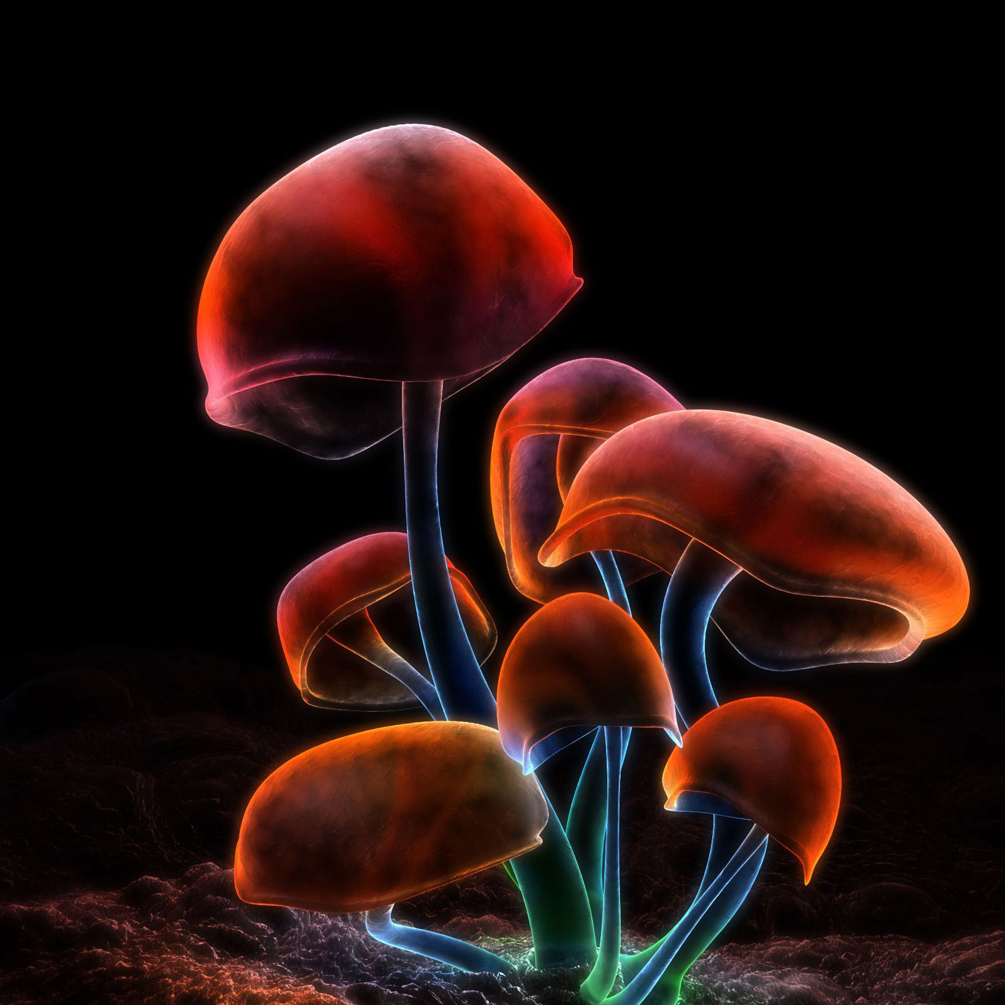 fond d'écran numérique pour mobile,champignon,champignon médicinal,champignon,champignon comestible,photographie de nature morte