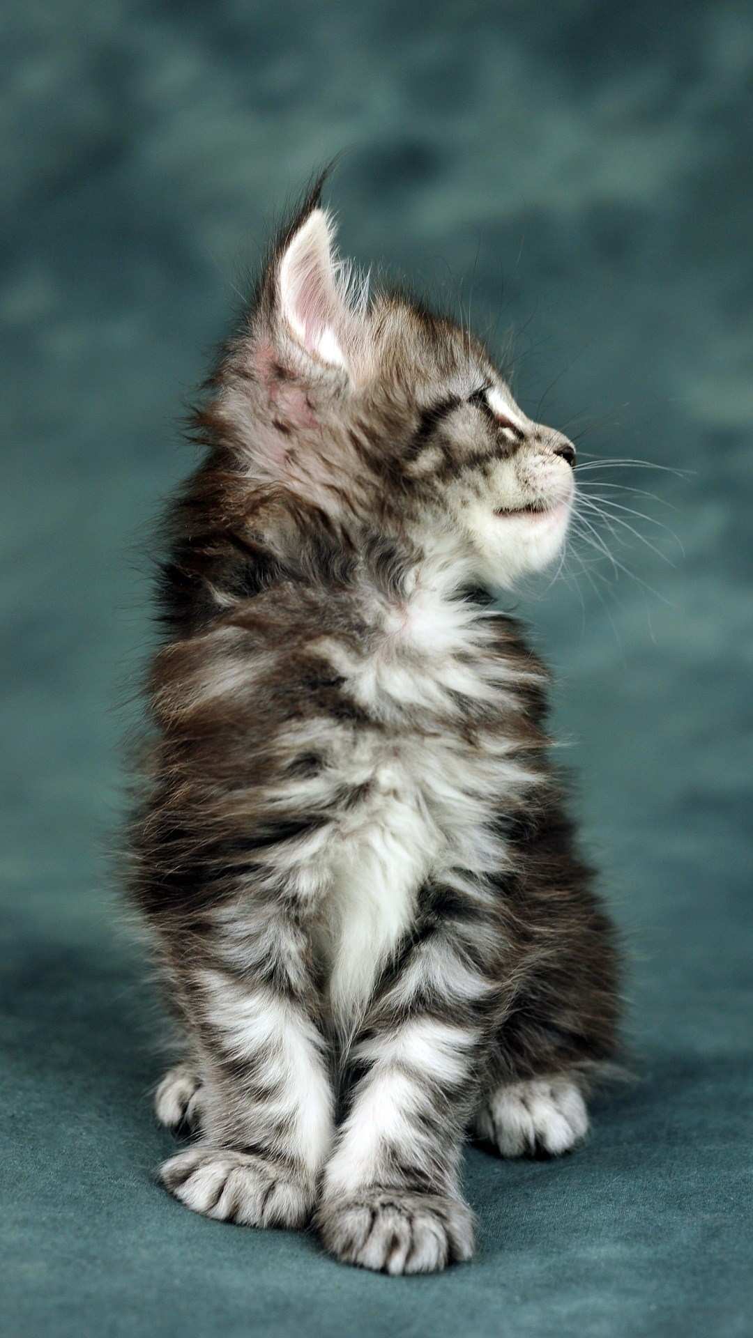 download hintergrundbild lucu,katze,kleine bis mittelgroße katzen,felidae,schnurrhaare,norwegische waldkatze