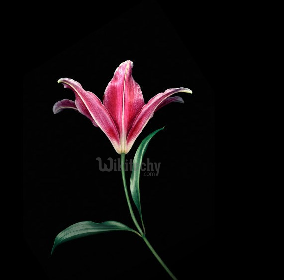 fondo de pantalla mi4i,flor,planta floreciendo,pétalo,planta,fotografía de naturaleza muerta