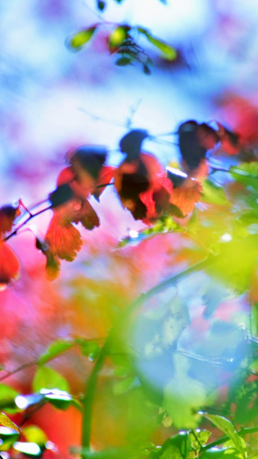 fondos de pantalla samsung terbaru,naturaleza,primavera,cielo,planta,pétalo