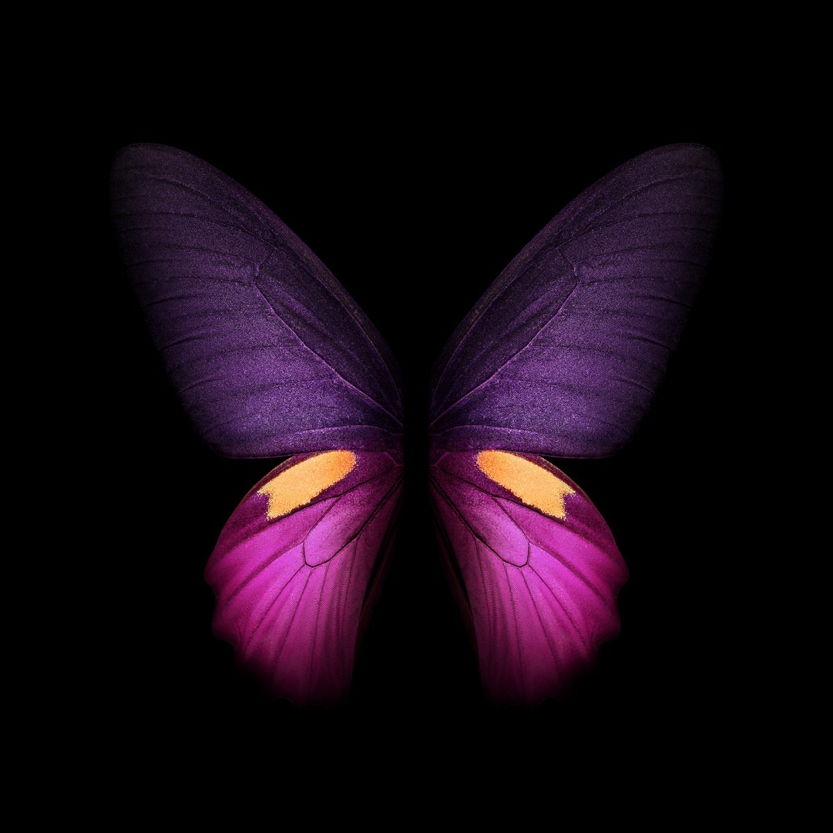 セムアの壁紙,バタフライ,紫の,バイオレット,昆虫,蛾と蝶