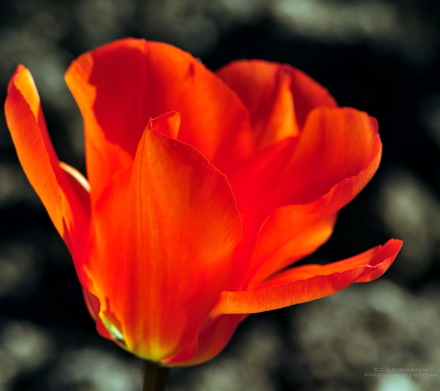 fond d'écran samsung j5 2016,plante à fleurs,pétale,fleur,orange,rouge