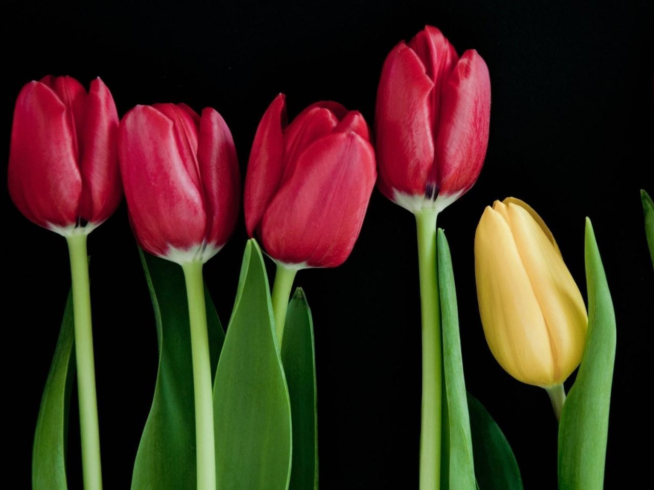 fond d'écran latar,fleur,tulipe,pétale,plante à fleurs,plante