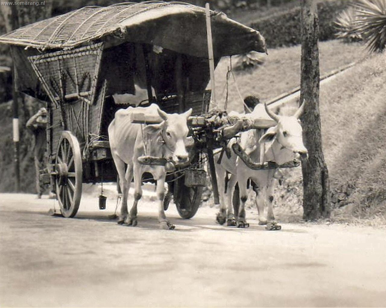 papel pintado gambar orang,vehículo,caballo y buggy,carro,vagón,animal de trabajo