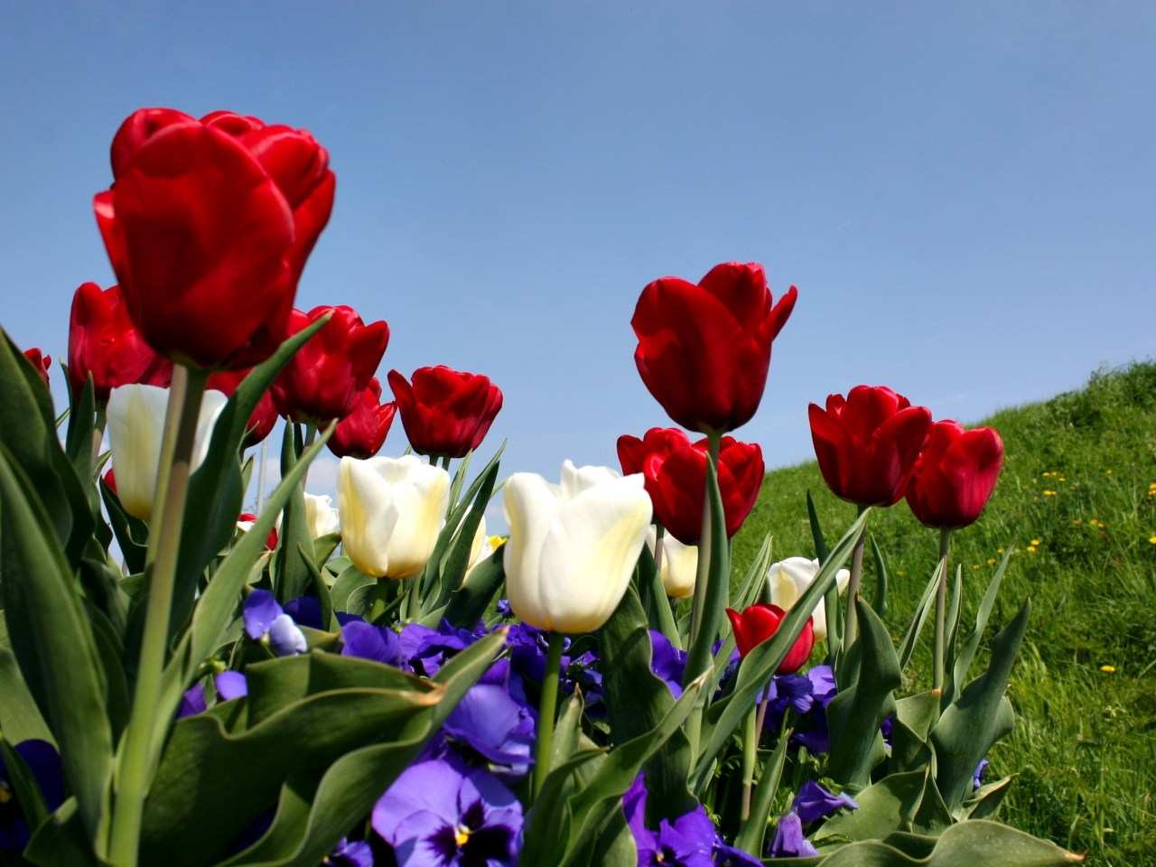 tapete bunga 3d,blume,tulpe,blühende pflanze,blütenblatt,pflanze