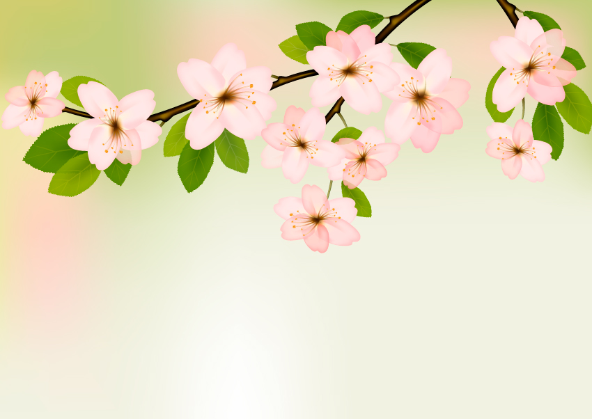 壁紙musimセミ,花,白い,花,ピンク,花弁