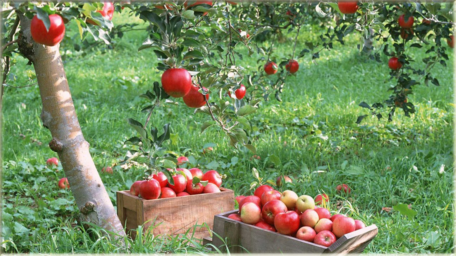 벽지 부아,자연 식품,과일,현지 음식,사과,식물