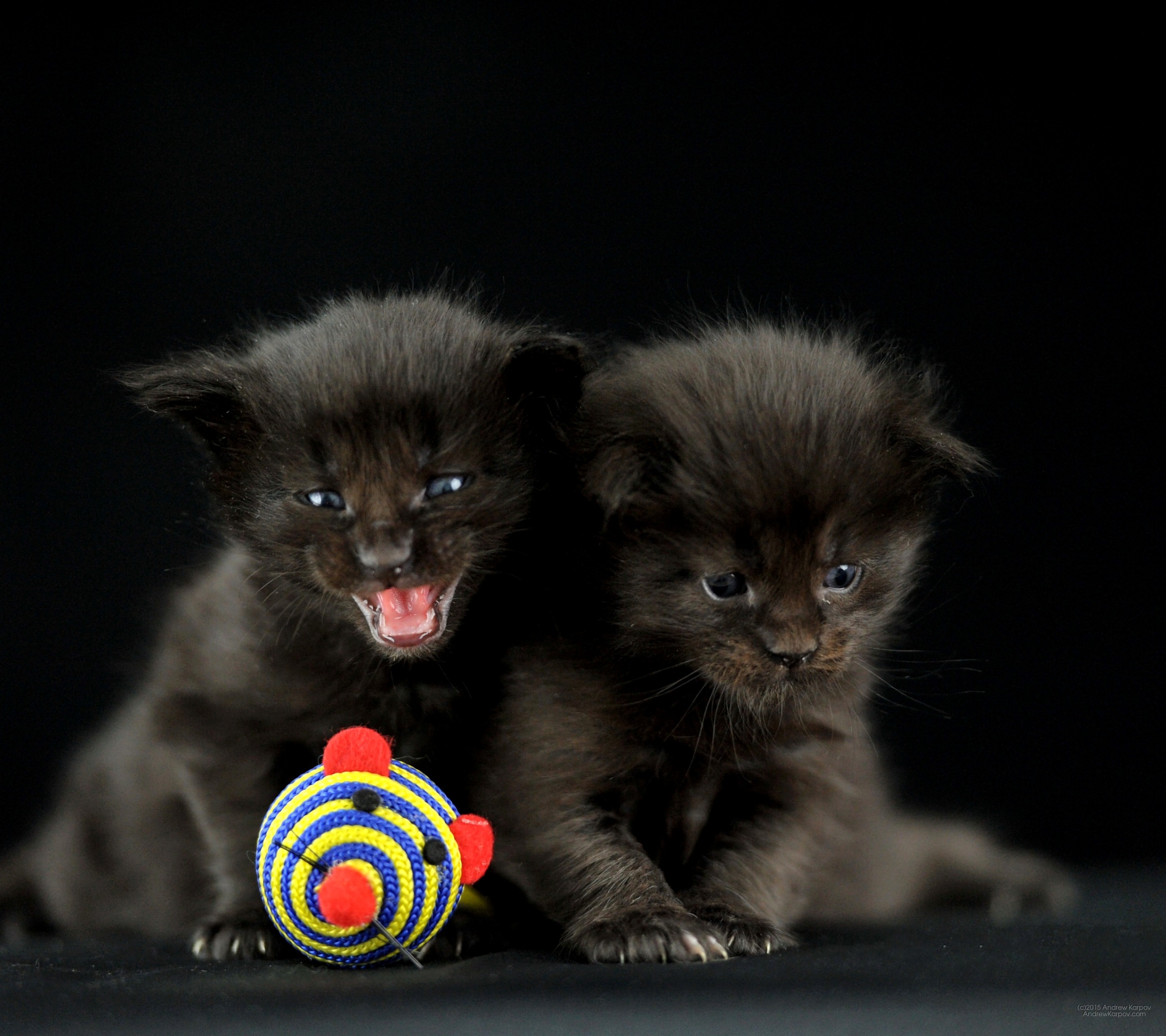 tapete kucing hitam,katze,kleine bis mittelgroße katzen,felidae,kätzchen,schnurrhaare
